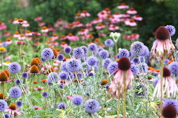 Globe thistle 'Veitch's Blue' in flower.