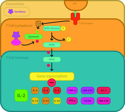 Tacrolimus cellular mechanism of action schematic diagram - showing T cell receptor reaction, calcineurin and NkFB inhibition, gene transcription regulation