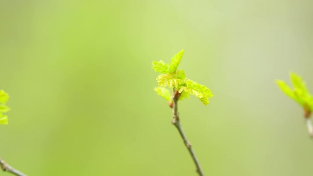 Green leaves of oak quercus robur on a young spring branch. Spring season - nature. Close up.