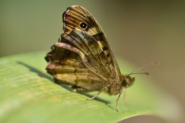 Foto macro de una bella mariposa maculada (pararge aegeria)  sobre una hoja con fondo difuminado