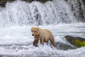 Obraz na płótnie Canvas Brook's Falls Grizzly Bear in Alaska