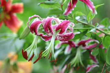 Lilium 'Black Beauty'  in flower.