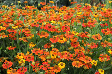 Helenium 'Waltraut'  in flower.