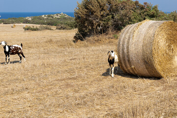 Goats on the grass. Road to Avakas Gorge. Trees by the sandy road. Meadow burnt by the sun.  Akamas Peninsula, Cyprus.