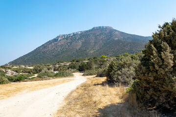 Road to Avakas Gorge. Trees by the sandy road. A high mountain in the distance. Akamas Peninsula, Cyprus.