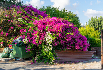 Fototapeta na wymiar Colorful flowers next to the garbage can. Pink, purple and white flowers. Dumpster surroundings. Cyprus.