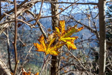 Sycamore (Platanus) growing in the mountains