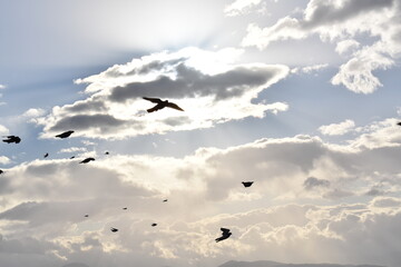 birds flying in the sky