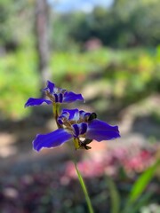 purple iris flower