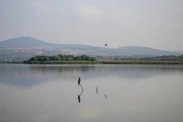 Cormorants are member of an aquatic bird family.