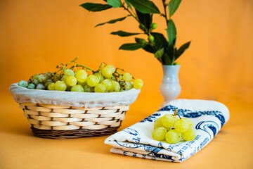 Scena still life con un cestino d'uva e un canovaccio con sopra un grappolo d'uva, e nello sfondo un vaso con foglie di alloro. Settembre. Raccolto. Frutta. Alimentazione. Vegano.