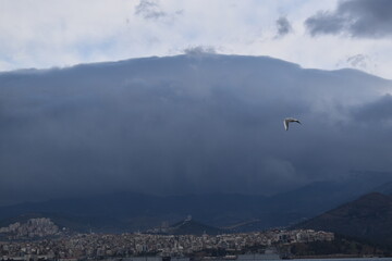bird, city, sea and mountians