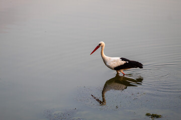 Storks are long-legged, long-necked, migratory birds.