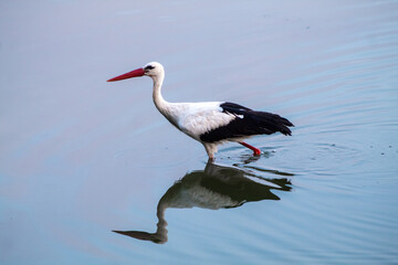 Storks are long-legged, long-necked, migratory birds.