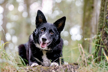 Dog in woods