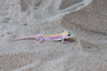 A Namib sand gecko, or gecko palmato, small colorful lizard in the Namib desert
