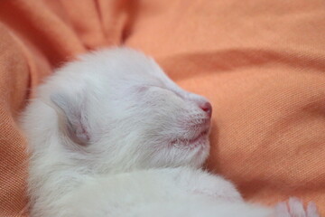 Fototapeta premium baby