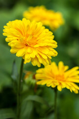 yellow flower