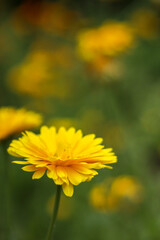 yellow flower in the garden
