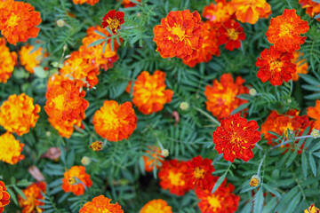 red and yellow tulips