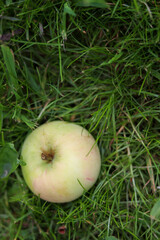 apples on the grass