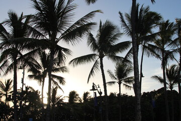 palm trees at sunset