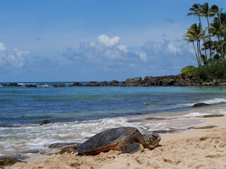 beach with palm trees