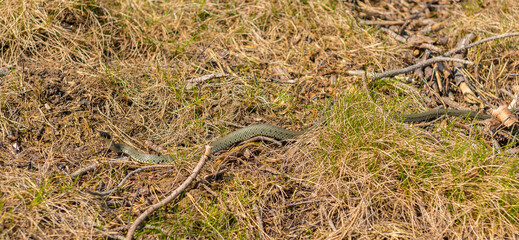 Grass snake Natrix Natrix in tall grass.