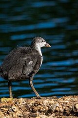 grebe