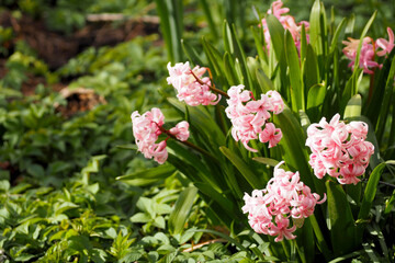 on a spring day, pink hyacinth flowers with green leaves grow nearby in the garden. side view. spring nature