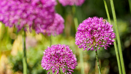 Fototapeta premium buds of blooming pink decorative onions in the park. nature in spring . garden onion