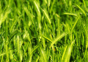 Fototapeta na wymiar a green spike on a background of green grass . green background. nature in summer