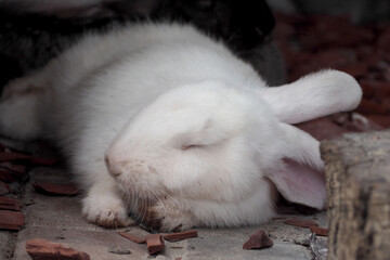 a big white rabbit sleeps in a cage . rest. rabbit relaxation