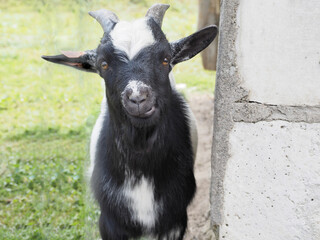 a close black and white goat stands near a brick wall.  nature.  farm