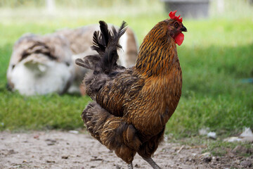 nearby on the grass there is a chicken with red feathers on the green grass . side view. farm. agrotourism