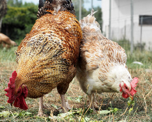 chicken and rooster eat green grass next to a black bucket on a sunny day