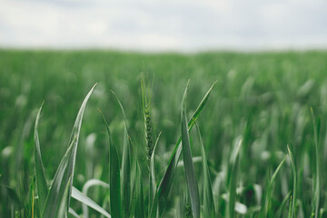 Wheat field. Green wheat ears and stem in close up. Agriculture. Summer in countryside, floral wallpaper. Rye crop