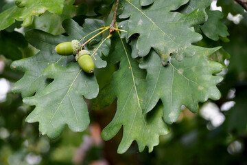 two green acorns grow on an oak tree against a background of leaves. autumn