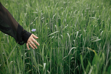 Hand touching wildflowers in summer field. Woman gathering cornflowers in wheat field, herbs and flowers in countryside. Rural slow life