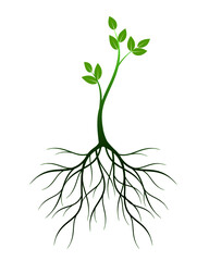 Young green Tree with Roots. Vector outline Illustration.