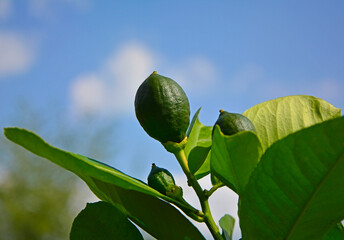 zielona cytryna na tle niebiekiego nieba, niedojrzała cytryna (Citrus limon) - obrazy, fototapety, plakaty
