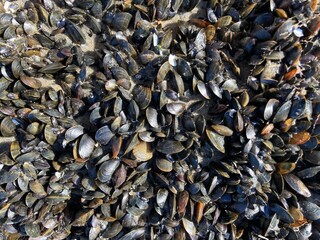 A mussel bank with a colony of mussels