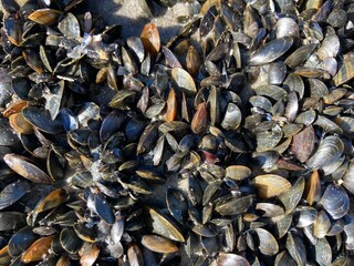 A mussel bank with a colony of mussels