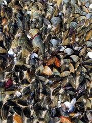 A mussel bank with a colony of mussels