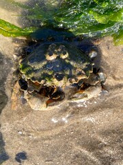 A beach crab sits in its shelter