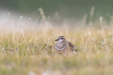 Eurasian dotterel (Charadrius morinellus) foraging through the heather of the Italy.