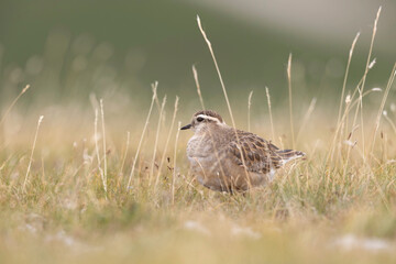 Eurasian dotterel (Charadrius morinellus) foraging through the heather of the Italy.