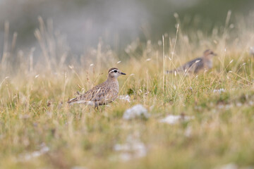 Eurasian dotterel (Charadrius morinellus) foraging through the heather of the Italy.