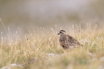 Eurasian dotterel (Charadrius morinellus) foraging through the heather of the Italy.
