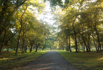 The road among the tunnels of yellow trees before autumn in the morning looks shady, cool, refreshing, relaxing and peaceful.